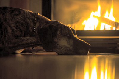 Protect Your pets From Home Accidents and Fires