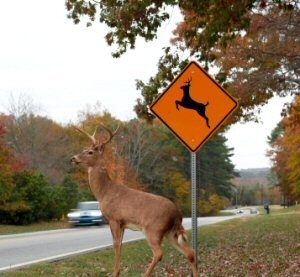 8 Tips for Safe Driving During Deer Season